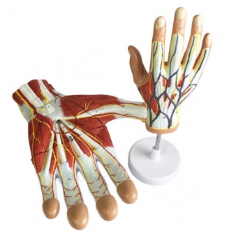 Human Hand Anatomy Models